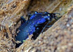 Violet Ground Beetle (Carabus problematicus) hibernating in dead wood