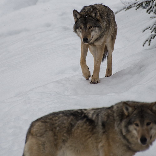 Lobos bajo la nieve/ Wolves in the snow by jbtello2