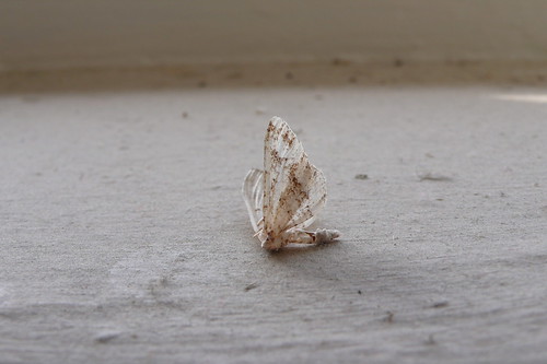 moth, the look see, dead, ®christina beaulac