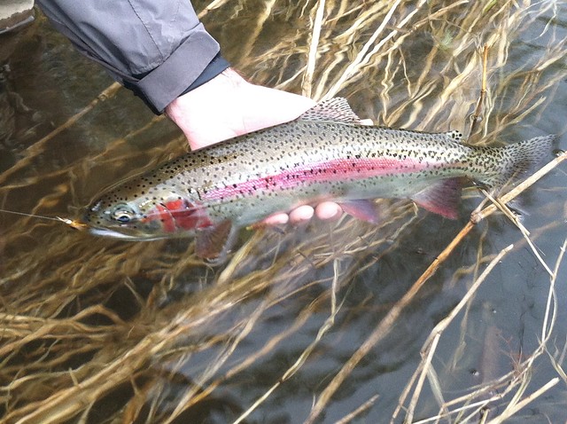 wild trout on the mckenzie river near eugene