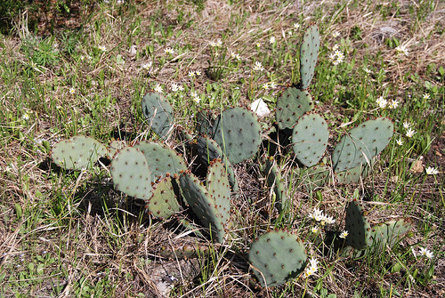 Picture of Prickly Pear Cactus (Opuntia humifusa) on a glade on Sac River Trail.