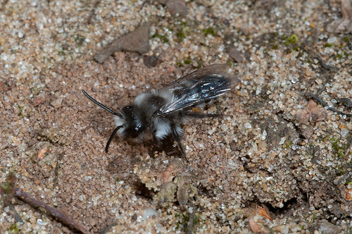 Andrena cineraria (m)