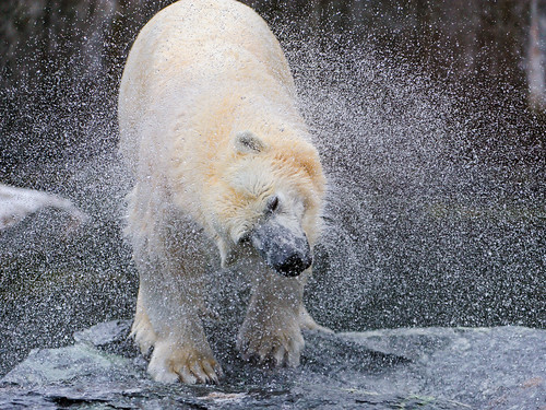 無料写真素材|動物|熊・クマ|ホッキョクグマ・シロクマ