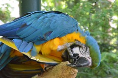 parrot pictures