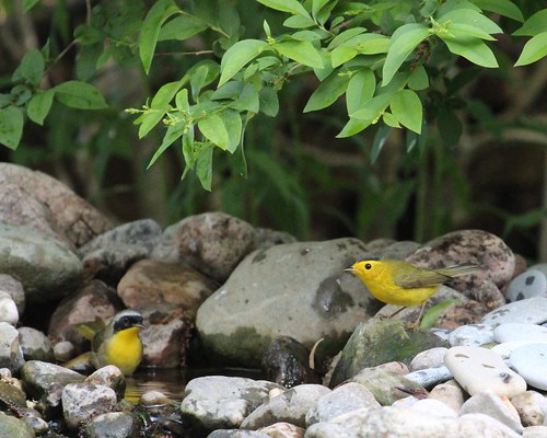Commom yellow throat and Wilson's warblers by ricmcarthur