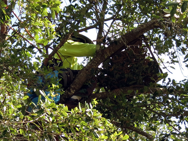Cooper's Hawk nest replacement
