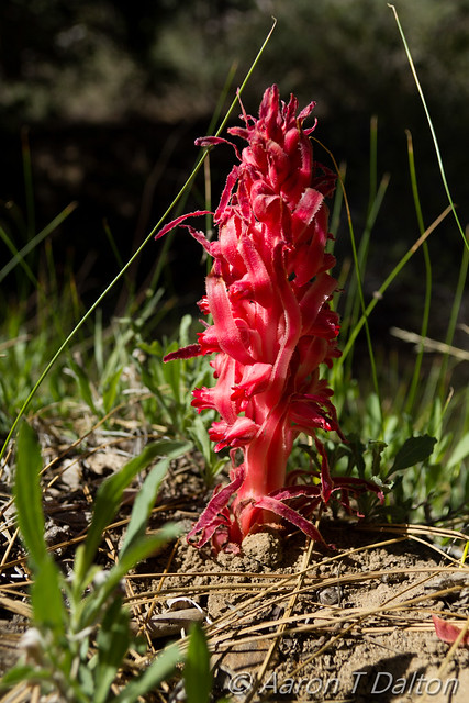A Red Snow Plant
