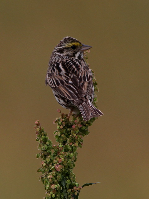 Savannah Sparrow 20120601