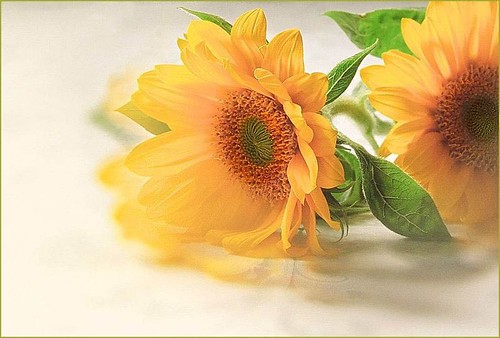 Sunflower (Dream)
