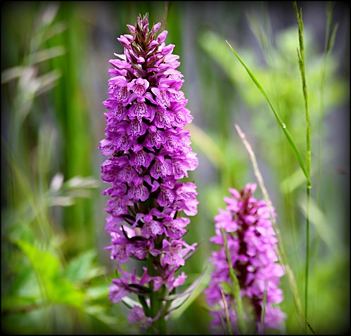 wild orchid by berber hoving