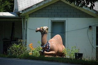 Misplaced Camel