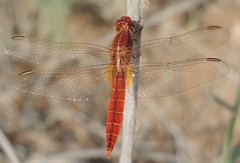 Dragonflies Qatar