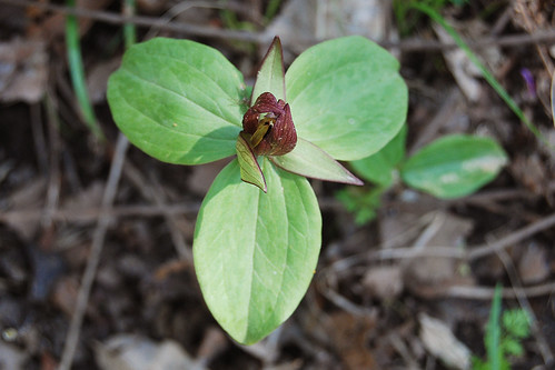 Picture of Toadshade (Trillium sessile), a spring wildflower seen on Sac River Trail, Springfield, Missouri