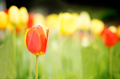 Inpressionistic tulip.