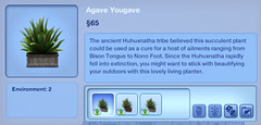 Agave Yougave