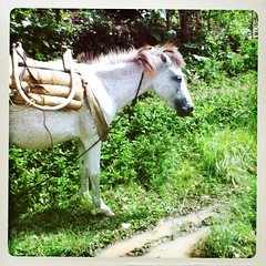 weel 18, 2012: horse
