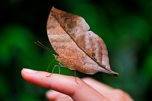 Leaf-butterfly on the hand