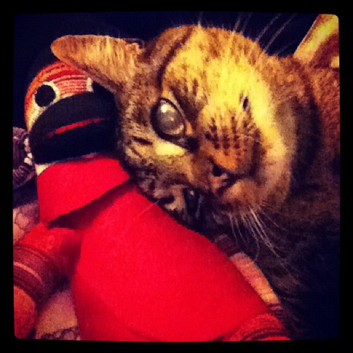 And here's my sweet boy & his new 
love Barnaby the sock monkey