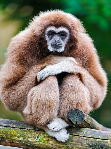 無料写真素材|動物|猿・サル|テナガザル