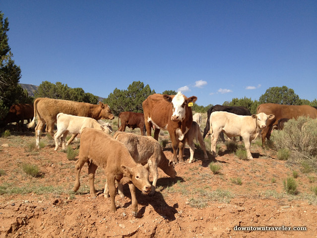 Cow herd at Escalante National Monument