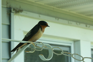 Barn swallow posing