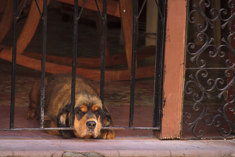 Photo of the Week: A Dog's Life in Campeche, Mexico
