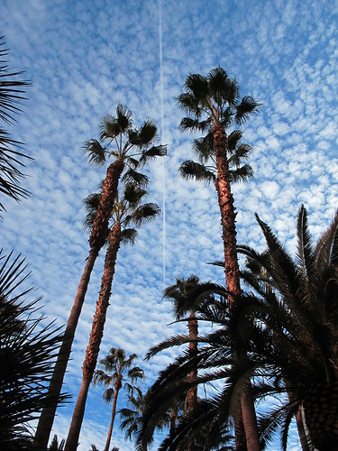 Palm trees. by BuzzFarmers