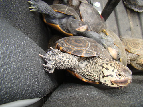 Adult Diamondback terrapins in the bed of a truck being moved to safety. Courtesy of Jenny Mastanuono.