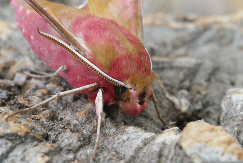 Small Elephant Hawk-moth (Deilephila porcellus) (3)