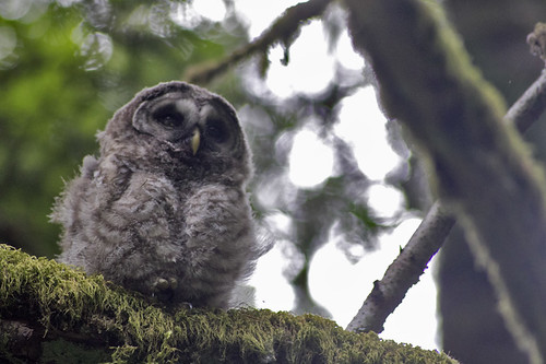 baby barred owl
