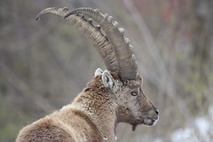 stambecchi (capra ibex)