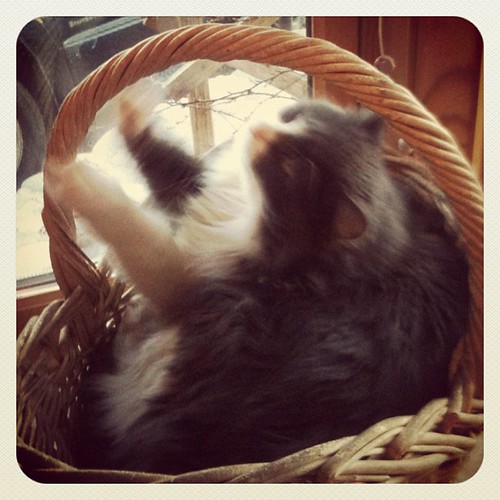 Look at me! I'm making a basket! #catagram