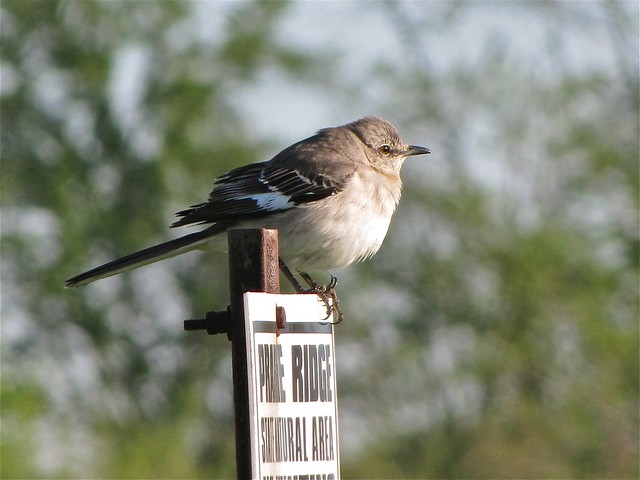 Northern Mockingbird at Prairie Ridge SNA