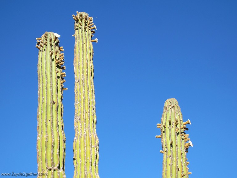Cactus Hwy 1, South of Ligui