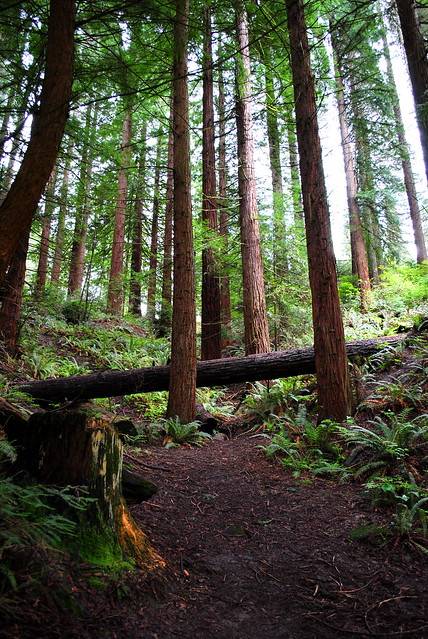 Sequoia section - Hoyt Arboretum - Portland, Oregon