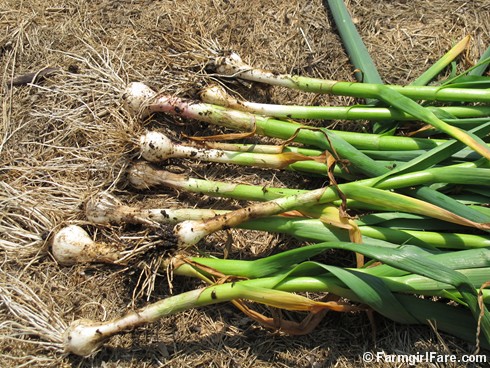 5-11-12 Friday Farm Fix #9 (8) spring green garlic - FarmgirlFare.com