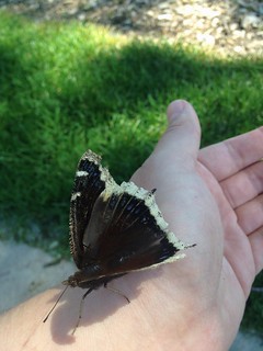 Wounded Mourning Cloak Butterfly