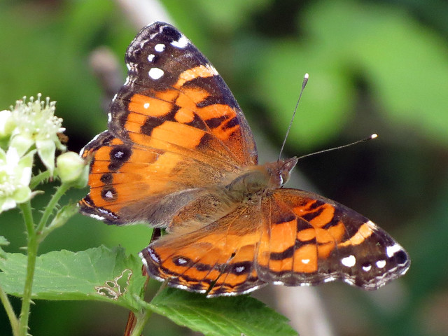 American Painted Lady