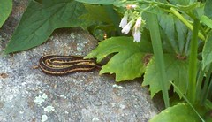 Thamnophis sirtalis, garter snake