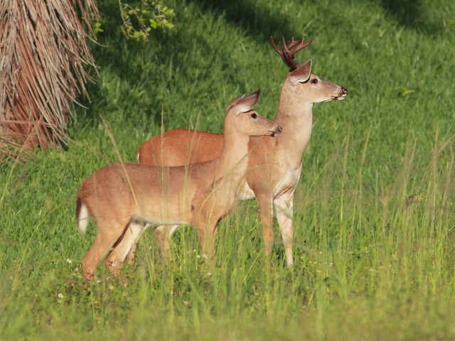 White-tailed Deer couple 20120610