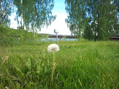 Common dandelion by XPeria2Day
