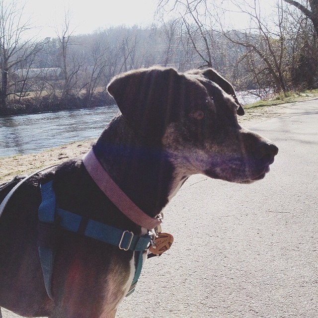 Morning river walk #dog #dogsofinstagram #vscocam #asheville