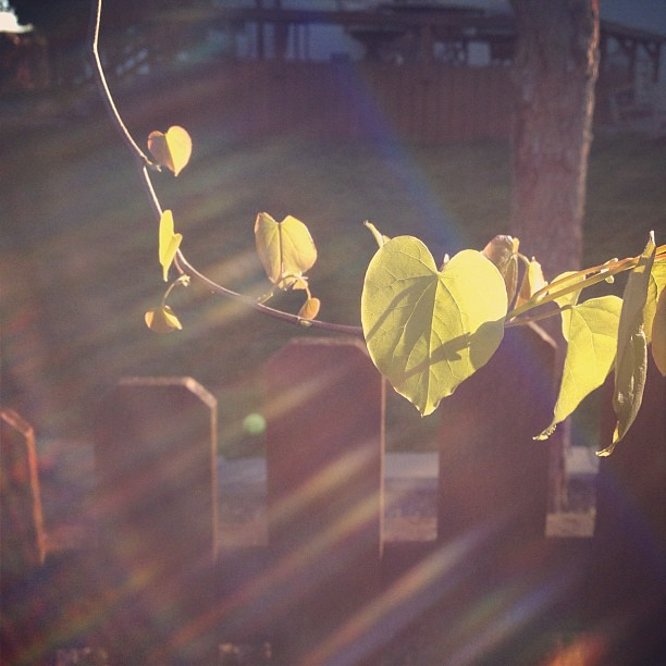 101/365+1 Looking out from the kitchen this morning, the leaves dancing in the early sun catches my eye. #leaves #heart #flare #morning #sierra #iphone4s