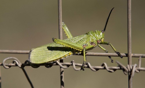 Locust, KZN South Africa 