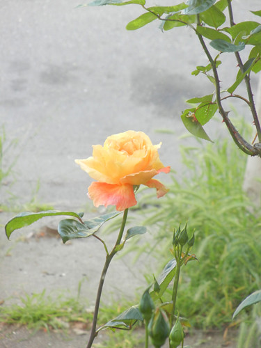 Yellow Rose _ 8606