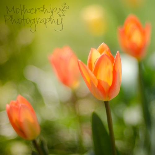 Tulippy