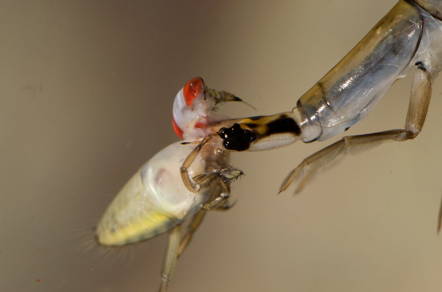 Lesser diving beetle larva Acilius eating Backswimmer Notonecta nymph 9