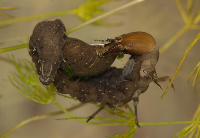 great silver water beetle larva eating wandering pond snail curled 3 edited