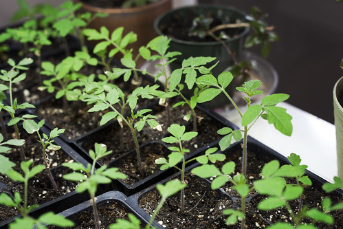 Healthy tomatoes in new seed starting soil