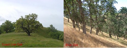 Oak Varieties